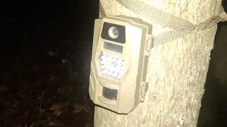 Hanging a Trail Camera on the Food Plot