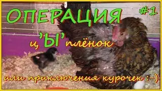 ОПЕРАЦИЯ цЫпленок или приключения курочек