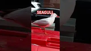 SEAGULL 🇦🇺🪃🦜🦅🕊🐦