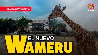 El nuevo Wameru, anuncian la remodelación del Parque Zoológico