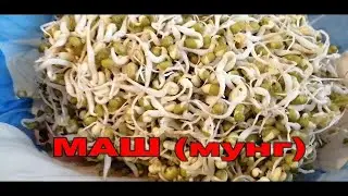 👩🏻‍🌾🌱🌱КАК ПРОРАЩИВАТЬ МАШ (МУНГ). Мой опыт. МИКРОЗЕЛЕНЬ - ВПЕРЕД!