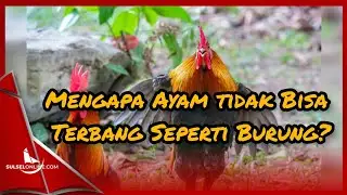 Mengapa Ayam tidak Bisa Terbang Seperti Burung? Ini Penjelasannya