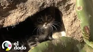 Gatitos encontrados en una roca son los peludos más lindos I El Dodo