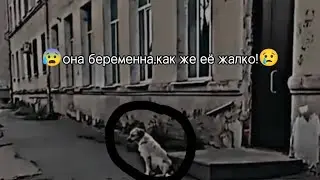 😰нашли беременную😢собаку и покормили её! ♥️#делайдобро♥️#ялюблюживотных♥️#яволонтер ♥️