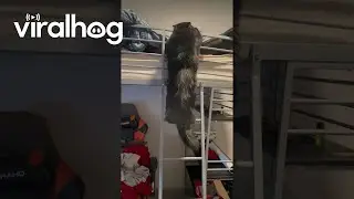 Cat Climbs Ladder Like A Human || ViralHog