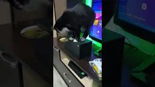 Реакция кота на диски - Xbox Series X