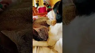 Такая любовь 