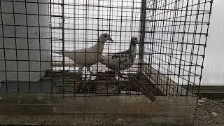 Голуби Вампиры (Франконские голуби)