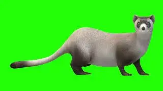 Green Screen | Chroma Key | Animal 4K | Weasel