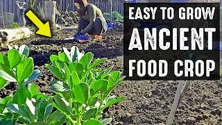 If You're Not Growing This Survival Food Crop In Your Garden, You Will Regret It!
