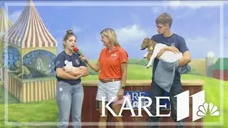 Baby animals stop by the KARE 11 Barn