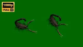 Scorpion | Green Screen