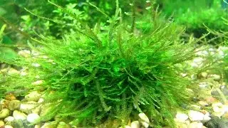 Яванский мох Выращиваем поляну на синтепоне Java moss Grown meadow on sintepon