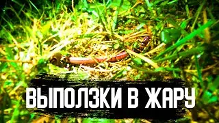 КАК СОБРАТЬ ВЫПОЛЗКОВ ДЛЯ РЫБАЛКИ В ЖАРУ