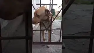 Жужу не пускают на огород, а ей так хочется!
