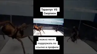 Тарантул vs Скорпион