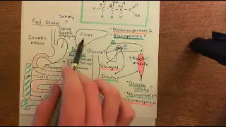 Diabetes Mellitus and Antidiabetic Drugs Part 4