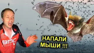 ✅Летучие Мыши АТАКУЮТ !!! Залезли в пещеру добывать мумиё