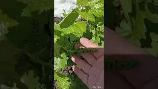 Виноград. Белгородская обл. после мороза - 5,-6..удалось спасти. Жду урожай!!!