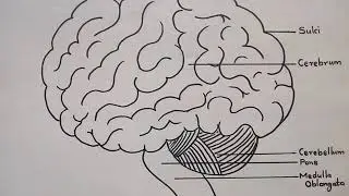 How to draw Brain || Human Brain Anatomy Drawing