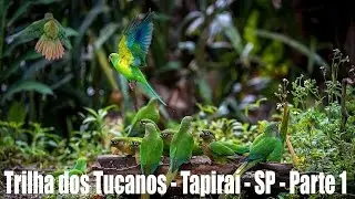Fotografando Objetivos em Movimento Aves, Esporte, Animais...