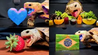 Relaxing ASMR Eating Food Mukbang for Sleep ✨ Turtle Tortoise