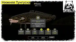 #RussianFishing 4 #РР4...Нижняя Тунгуска -Трофейный Налим... Русская рыбалка 4