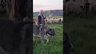 Top 2 World's Most Biggest Dog Breed 👹 