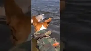 Верный друг и помощник на рыбалке👍🐟