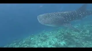 Princess Sara LIVEABOARD October 2024 - The Best of Maldives