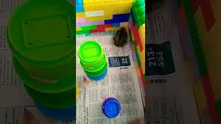 хомяк 