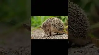 Даурский ёж