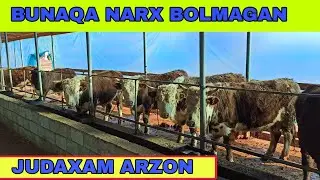 BELIGALOF ZORIDAN ARZONIDAN SIZLAR UCHUN ILINDIM