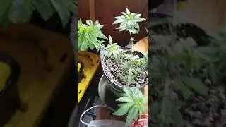 FINAL DAYS MARIJUANA TEST PLANT