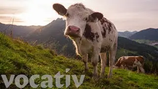 How Parmesan Cheese Became A Red Flag Against Cow Abuse