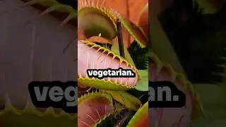 plants that are non vegiterian #shorts #howto #facts