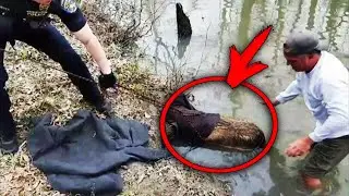 Мужчина собирался спасти бобра из реки, как вдруг пригляделся и заметил невероятное!