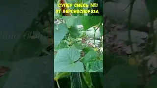 СУПЕР СМЕСЬ ОТ ПЕРОНОСПОРОЗА+ПОДКОРМКА#shorts