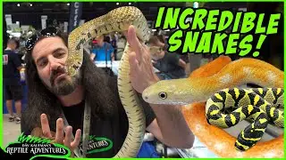 AMAZING SNAKES AT THE DAYTONA REPTILE EXPO! (Best Colubrids!)