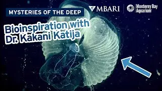 Mysteries of the Deep with MBARI's Dr. Kakani Katija — Inside The Snot Palaces Of Giant Larvaceans!