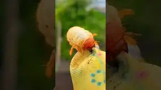 Готовим грядку под посадку клубники
