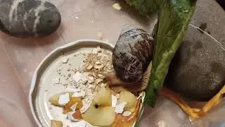 African snails Achatina😍