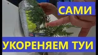 Укореняем любой хвойник. Экономно и просто.