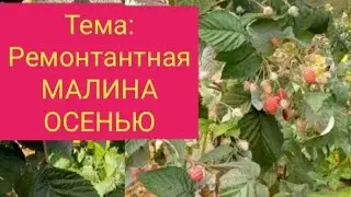 Как получить много малины с маленького участка. Уход за малиной.