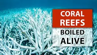 The Planet's OVERHEATING Is Ruining The Oceans. WHY Is This Happening?