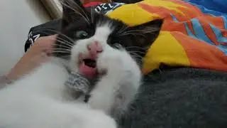 Yavru Kedi İple Oynuyor