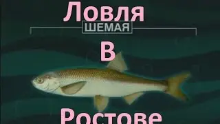 Диалоги о рыбалке -128- Ростовская область, Шемая.