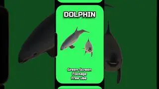 DOLPHIN video footage animation on a GREEN SCREEN.