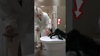 🕷 Giant Toilet Spider Prank 😂 Crazy Couple Pranks 
