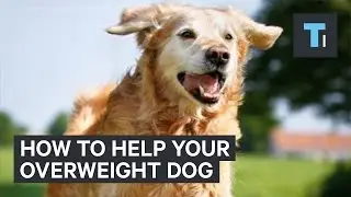 How to get your overweight dog back in shape